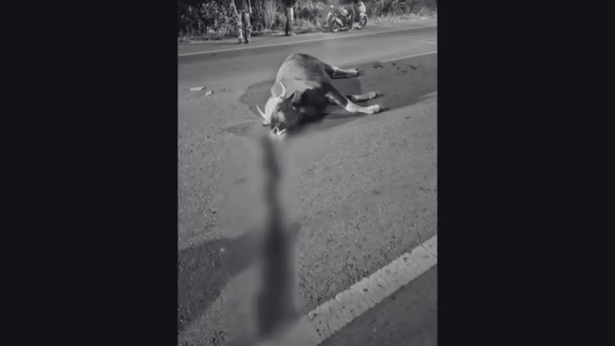 สลด! กระทิงป่าเขาใหญ่ ถูกรถชนสิ้นลมกลางถนน หลังออกมาหากิน