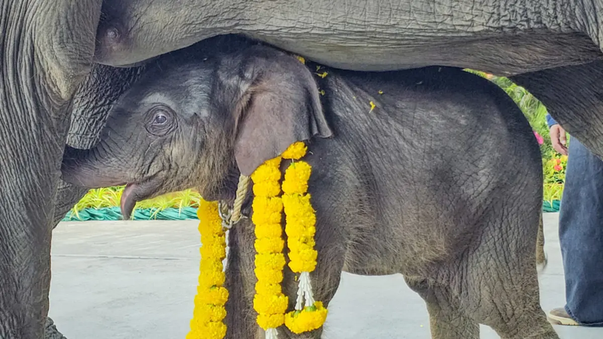 เชือกแรกแห่งปี 69 พลายมิตรภาพ ถือกำเนิดสู่ปางช้างสวนนงนุชพัทยา