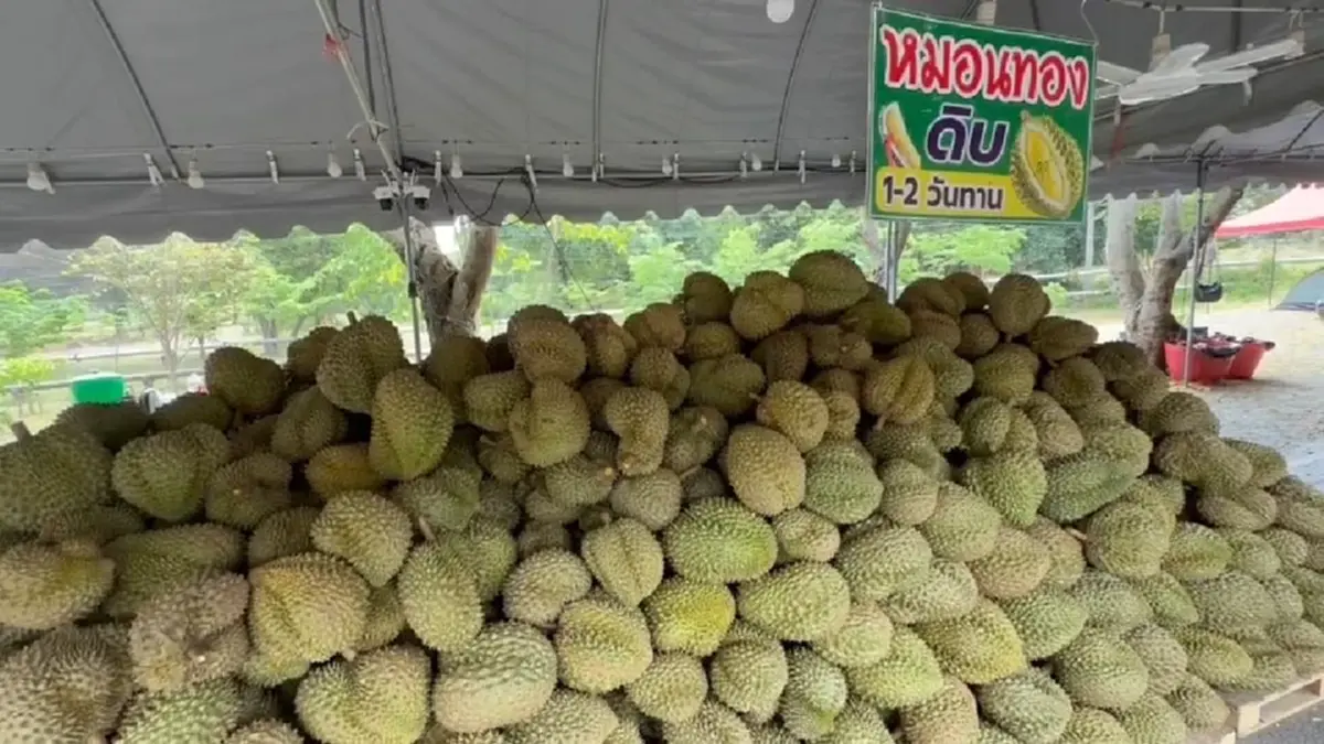 อยุธยาคึกคัก! แห่ต่อคิวซื้อทุเรียนลูกละ 1 บาท ช่วยเกษตรกร