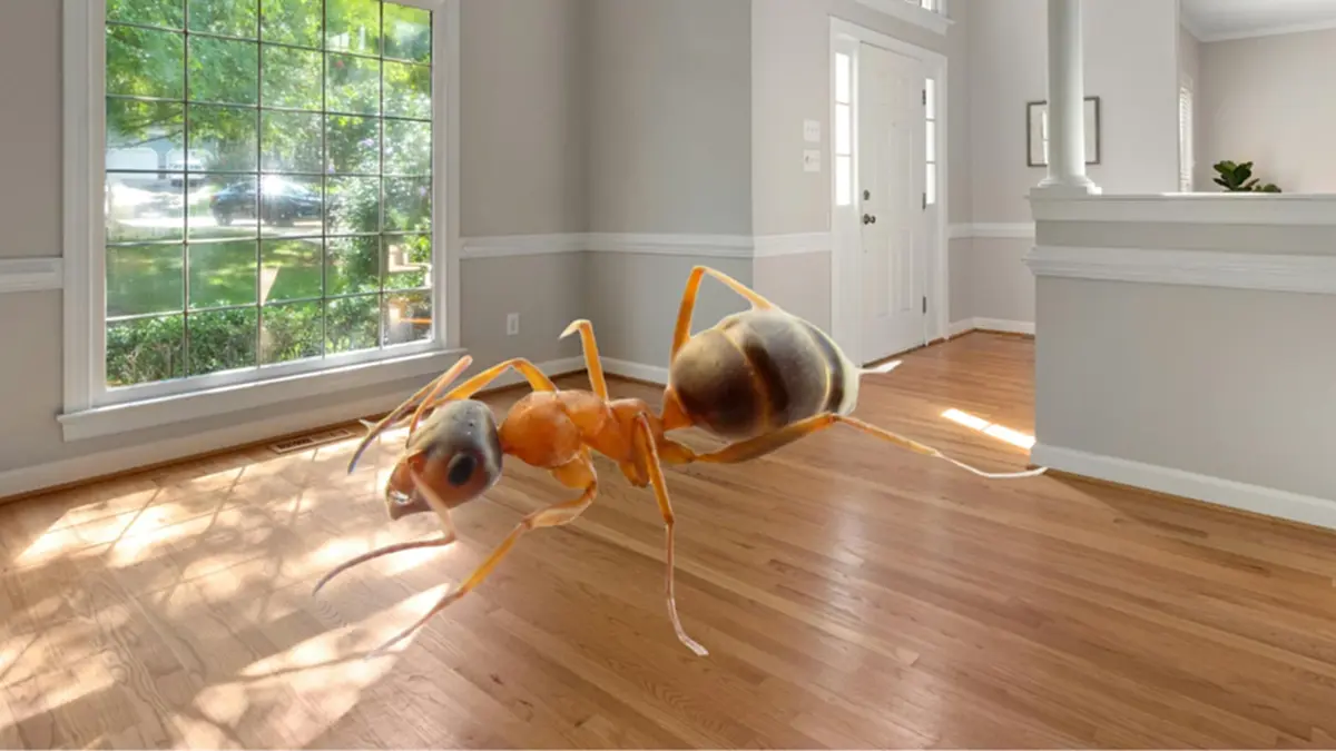 มดขึ้นบ้านไม่หยุด แก้ยังไงก็ไม่หาย? เปิดวิธี ตัดต้นตอได้ผลจริง