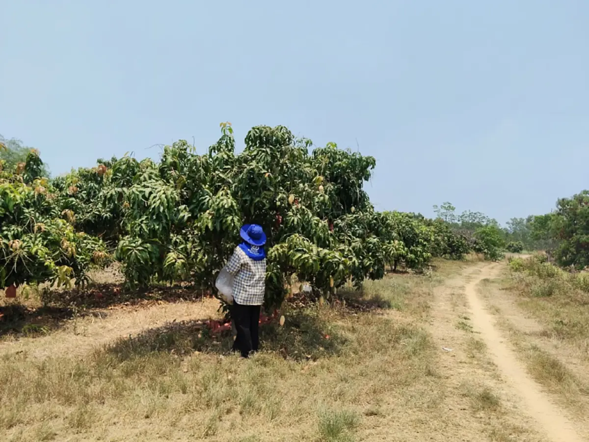 มะม่วงล้นสวน! ชาววัดโบสถ์ขาย "น้ำดอกไม้สีทอง" กก.ละ 2 บาท