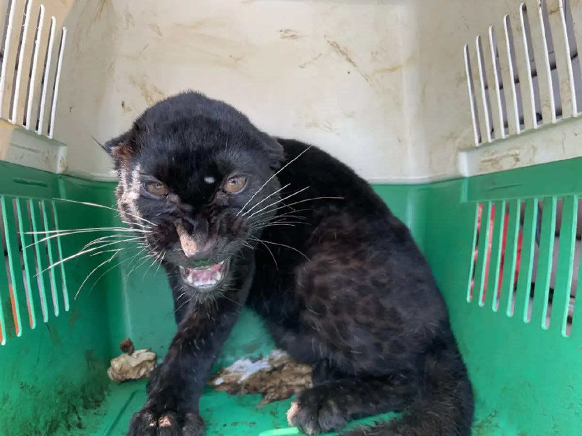 จับ 2 เมียนมา ลอบค้า เสือดำ จ่อส่งข้ามชายแดนแม่สอด อ้างเป็นแมว