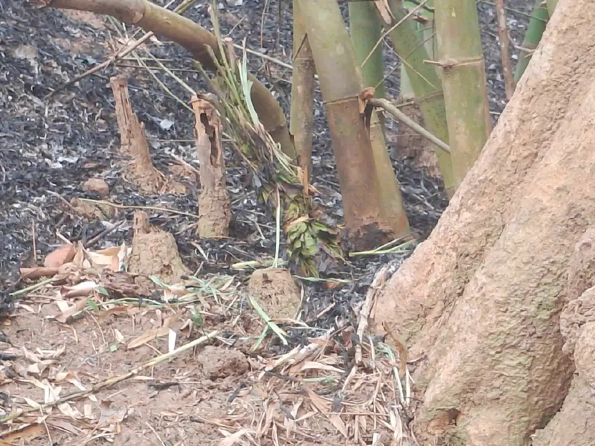 จับคาหนังคาเขา! รวบมือเผาหาของป่า พร้อมของกลาง พบปัสสาวะม่วง