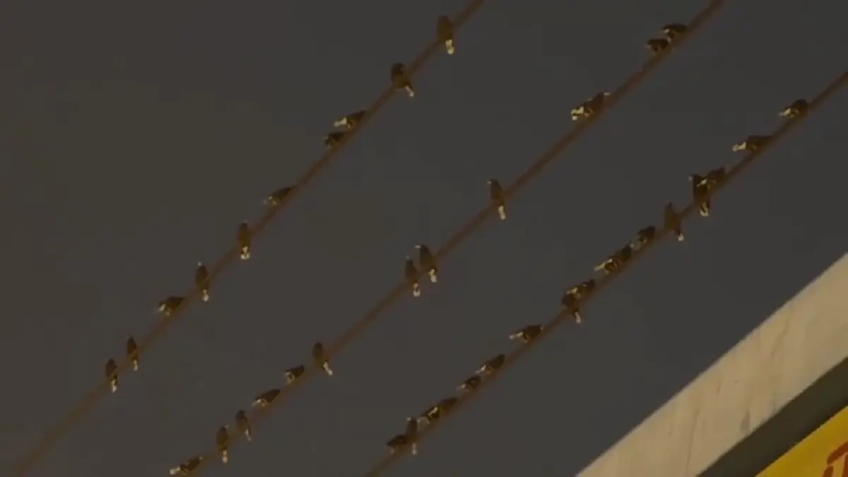 ชาวอ่างทองสุดทน นกนับแสนยึดใจกลางเมือง วอนเร่งแก้ปัญหามูลนก