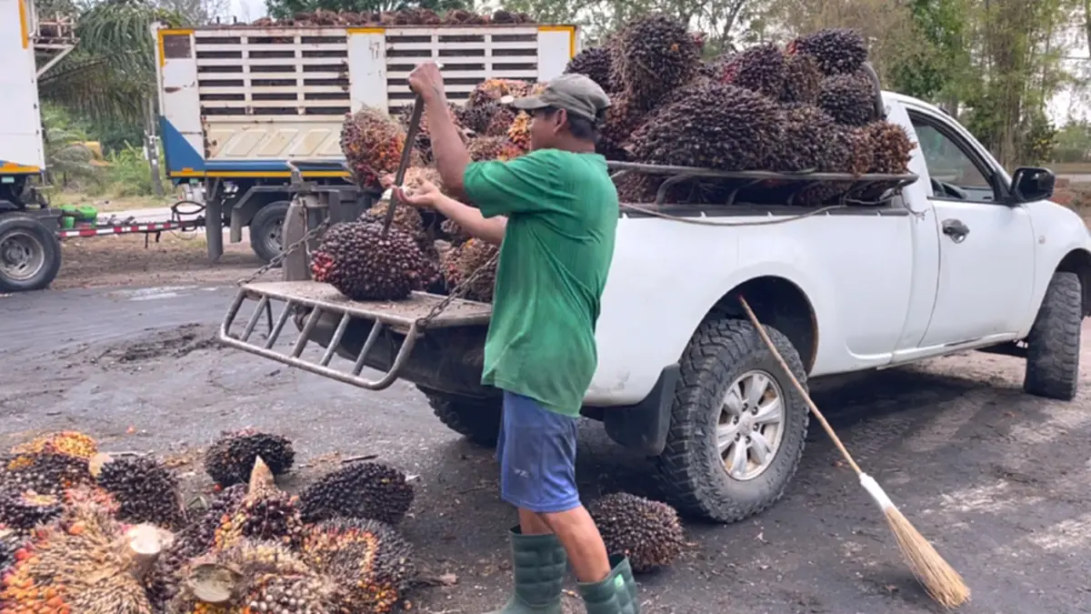 ชาวสวนปาล์มโอดน้ำมันแพงดันต้นทุนพุ่ง จ่อขยับค่าจ้างตัดเพิ่ม