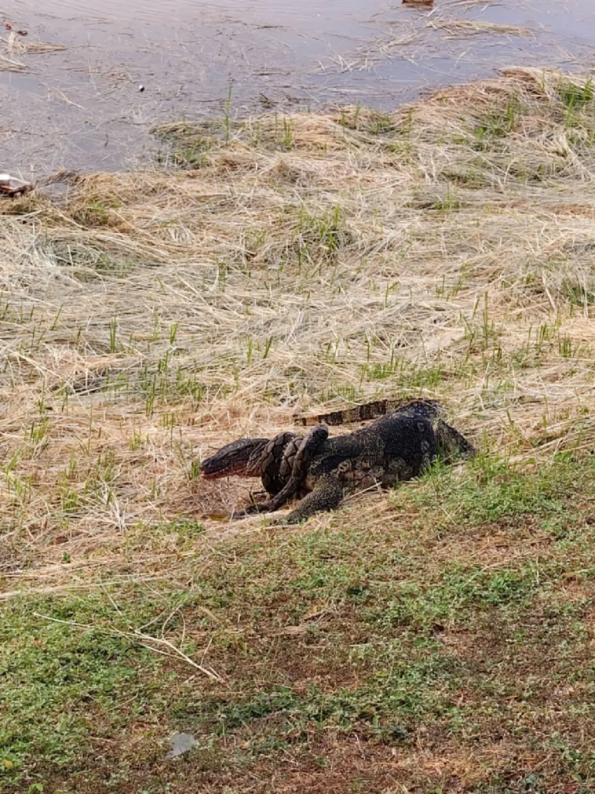 ศึกเดือดริมแม่น้ำน่าน!! "งูเหลือมปะทะตัวเงินตัวทอง"