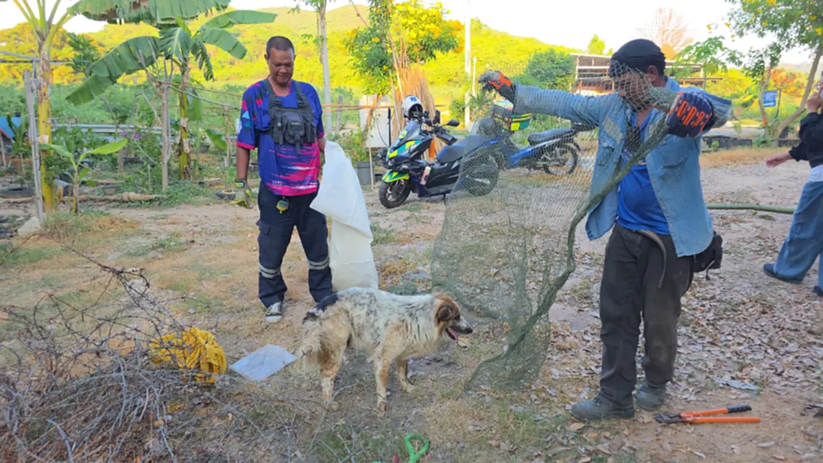 ระทึก! กู้ภัยช่วยสุนัขติดลวดหนาม เจ็บปวดทรมานนานนับชั่วโมง