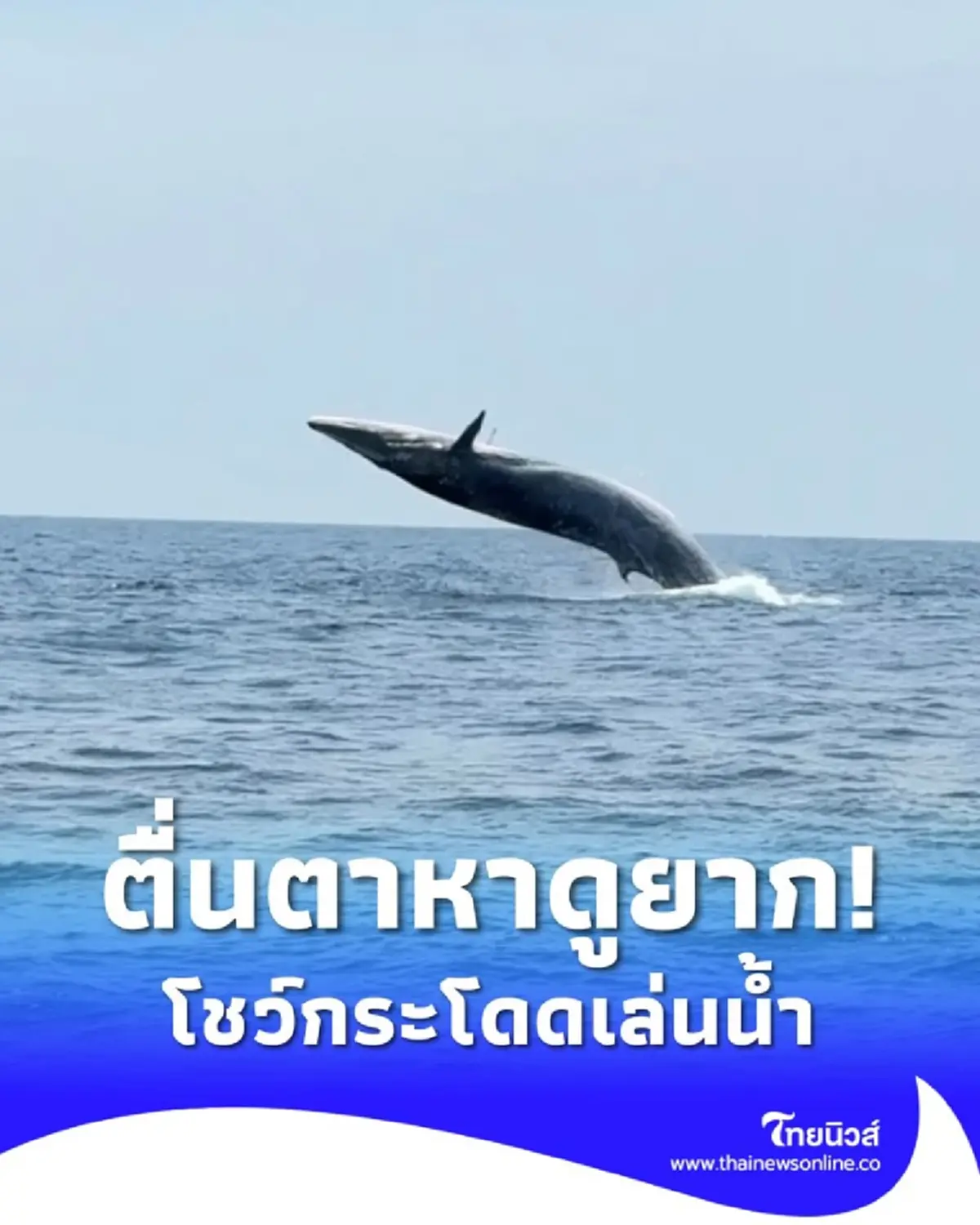 ตื่นตาหาดูยาก! ครอบครัว "วาฬบลูด้า" โชว์กระโดดเล่นน้ำกลางทะเล