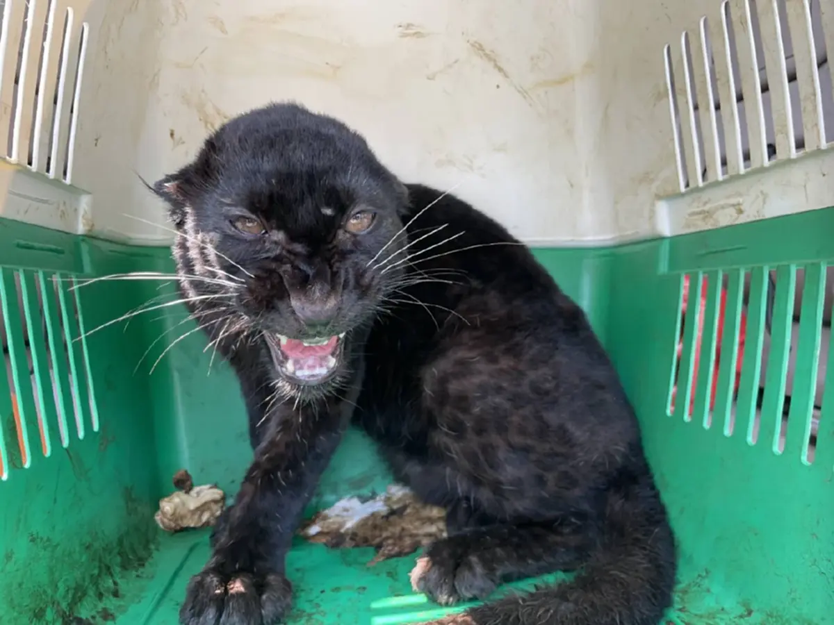 จับ 2 เมียนมา ลอบค้า เสือดำ จ่อส่งข้ามชายแดนแม่สอด อ้างเป็นแมว