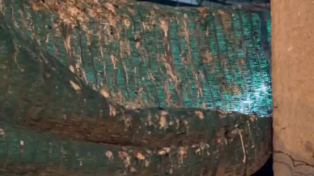 ชาวอ่างทองสุดทน นกนับแสนยึดใจกลางเมือง วอนเร่งแก้ปัญหามูลนก