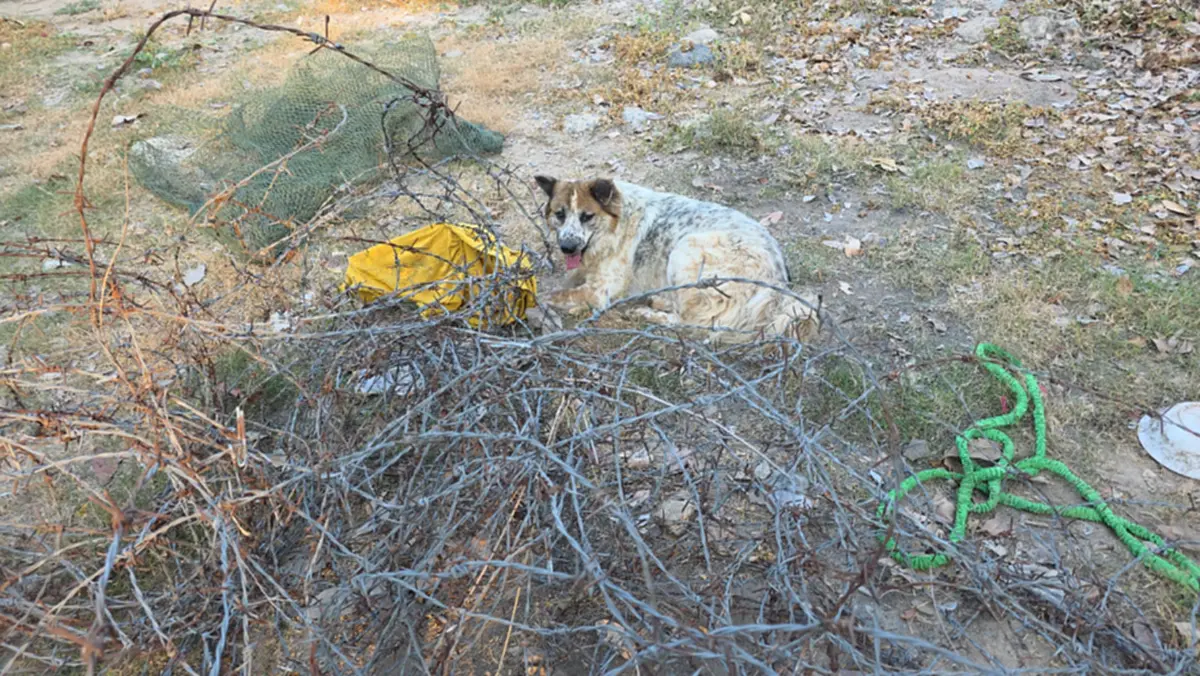 ระทึก! กู้ภัยช่วยสุนัขติดลวดหนาม เจ็บปวดทรมานนานนับชั่วโมง