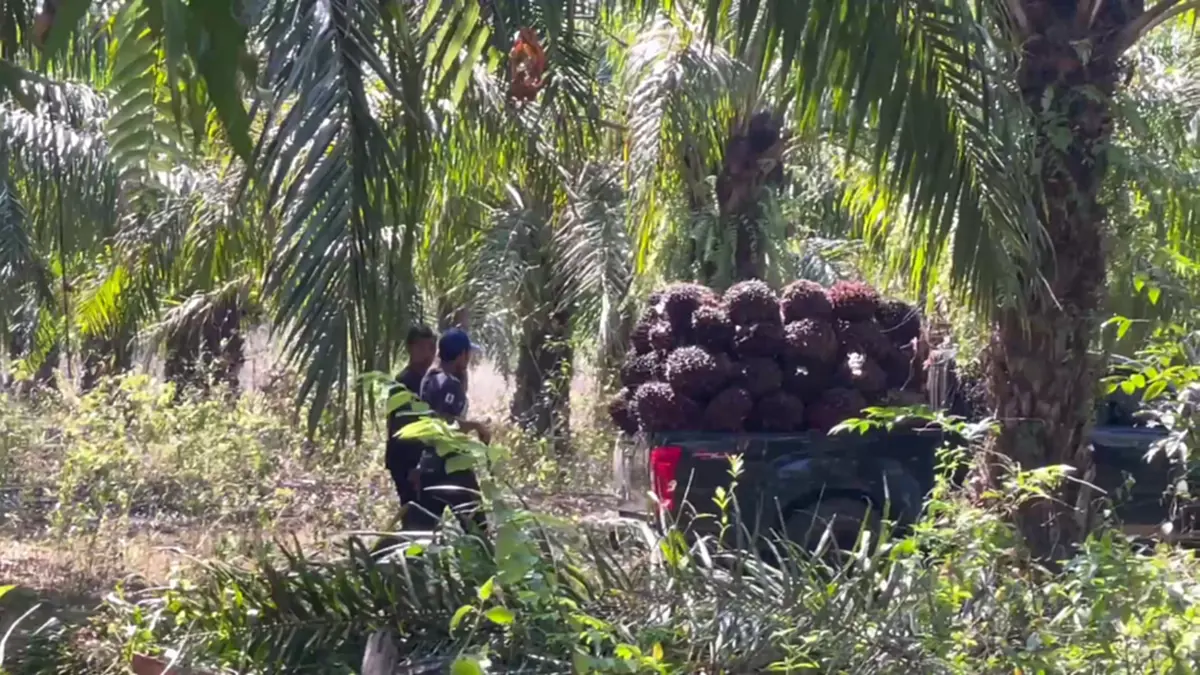 ชาวสวนปาล์มตรังฮือค้านห้ามส่งออก แฉบิดเบือนราคา-จี้รัฐแก้ไข