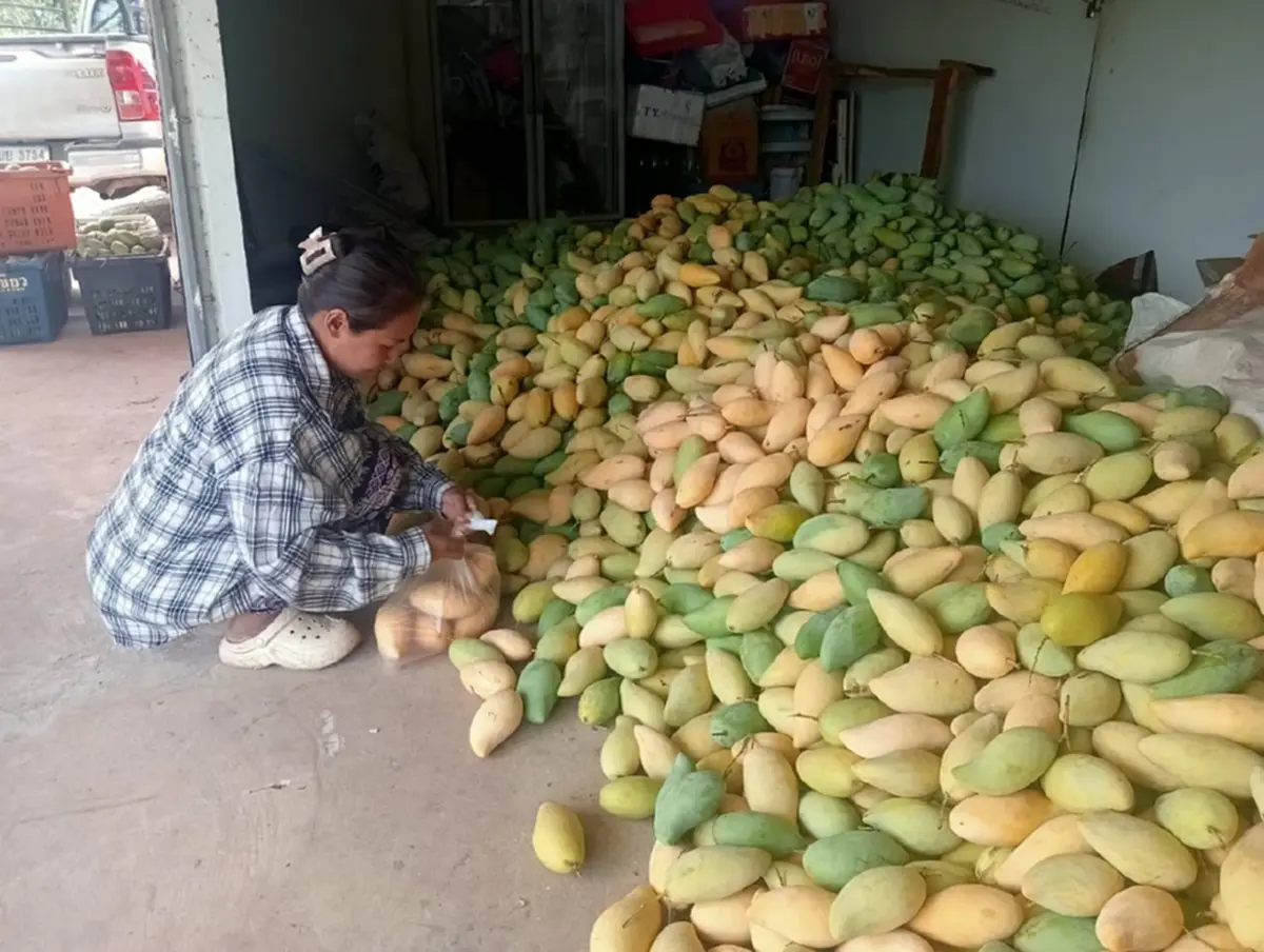 มะม่วงกาฬสินธุ์อ่วม! ราคาดิ่ง กก.ละ 3 บาท วอนรัฐช่วยด่วน