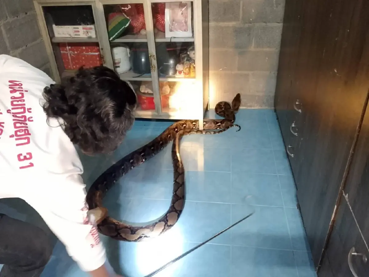 ส่องเลขที่บ้าน งูจงอางยักษ์ 5 เมตร เลื้อยซุกครัว ลุ้นจับระทึก