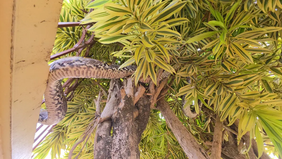 บ้านเลขที่งูเหลือมขนาดใหญ่เลื้อยขึ้นไปพันอยู่บนรั้วหน้าบ้าน