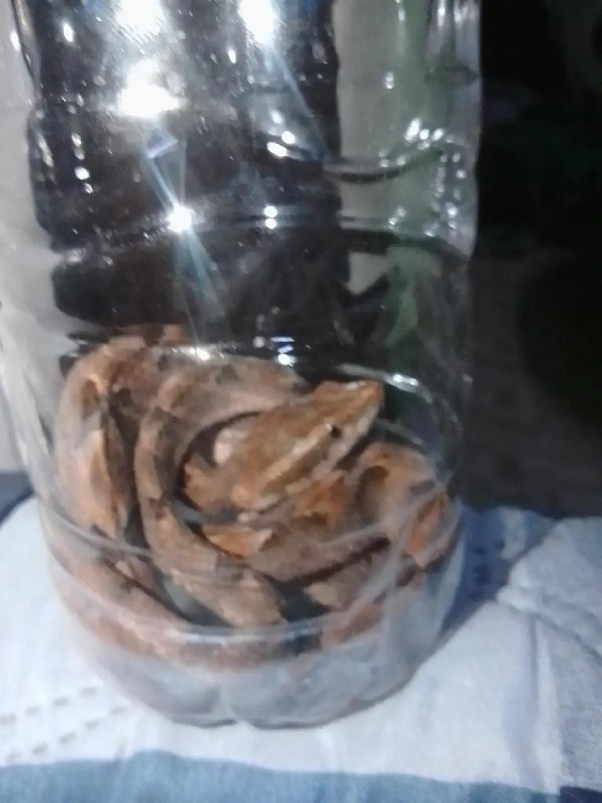 สาว จับงูปริศนา ใส่ขวด ถามนี่งูอะไร ได้คำตอบ ทำสยอง โชคดีที่ยังรอด 