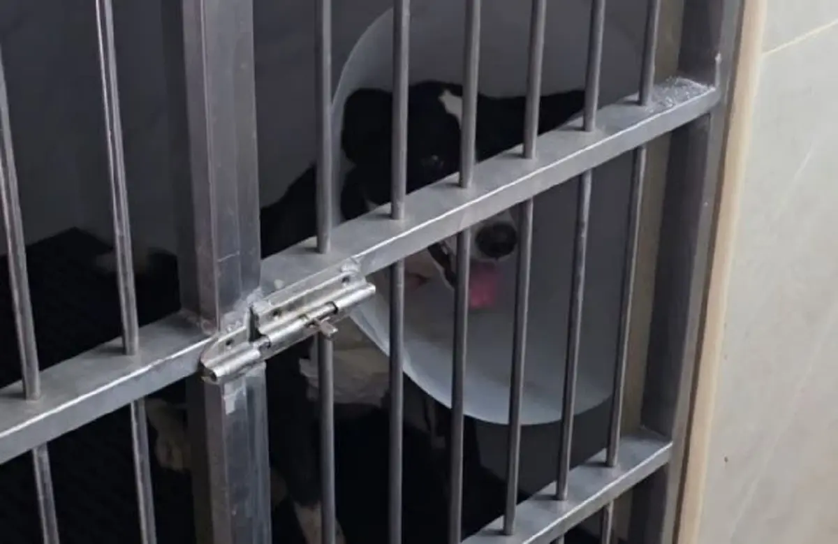 จับแล้วหนุ่มทำร้ายหมาจร หลักฐานมัดแน่น ข้ออ้างเหลือเชื่อ