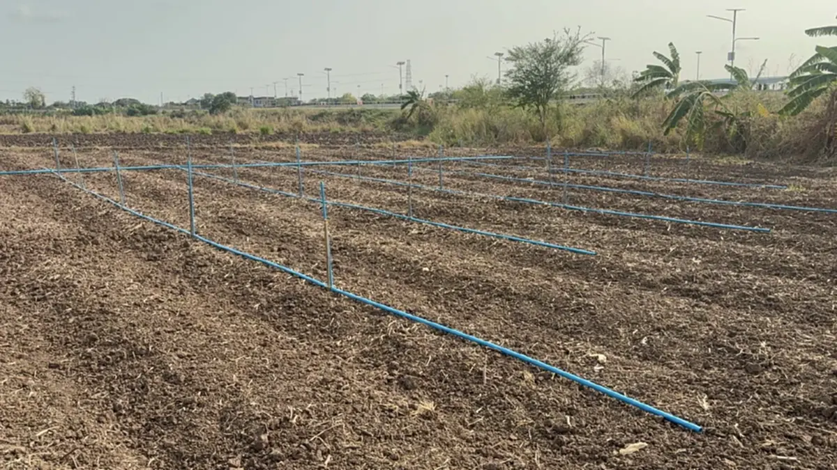 ชาวนาอ่างทองพลิกวิกฤต!! แบ่งนา 6 ไร่ ปลูกผักชี-ถั่วแระ