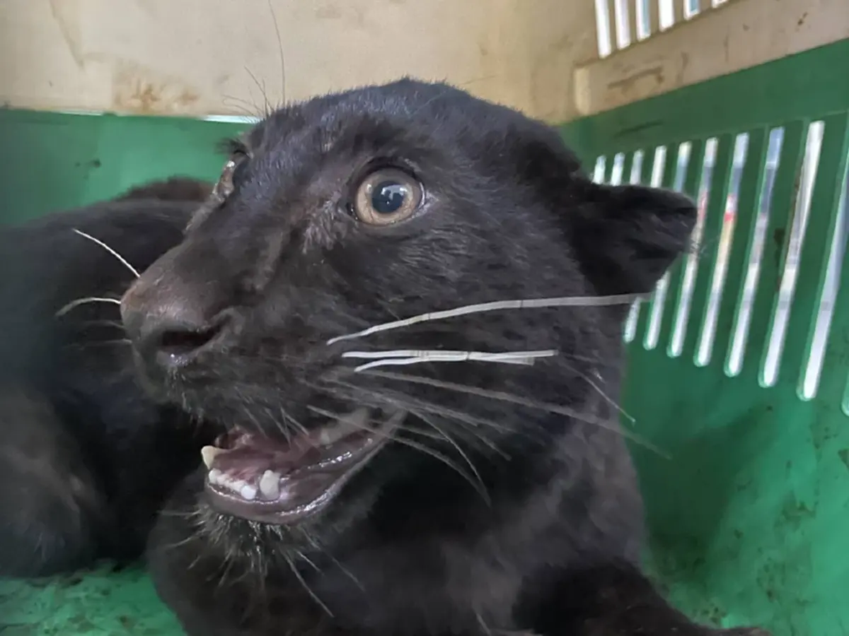 จับ 2 เมียนมา ลอบค้า เสือดำ จ่อส่งข้ามชายแดนแม่สอด อ้างเป็นแมว