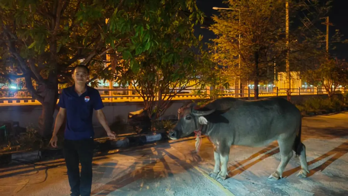 ตำรวจสมุทรสงครามโชว์สกิลจับควายหลุด จูงเดิน 2 กม. ส่งคืนคอก