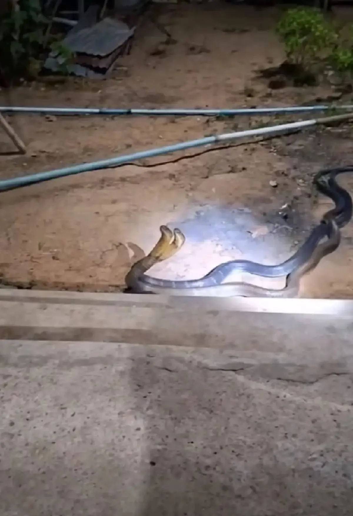 เปิดบ้านเลขที่ 2 งูจงอางยักษ์ โผล่พลอดรัก กลางลานบ้าน