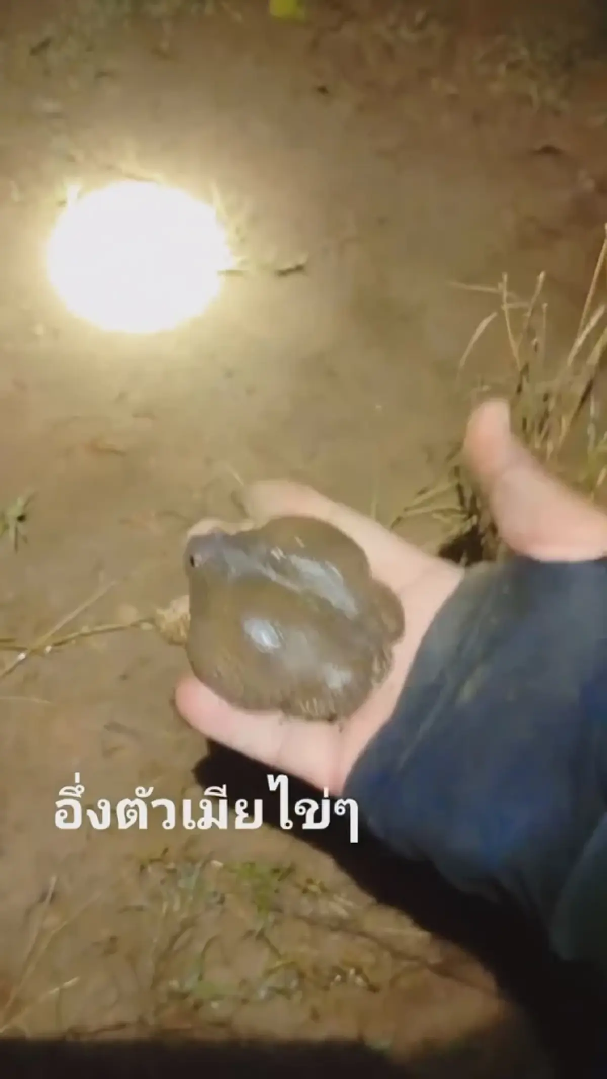 ฝนถล่มโคราช นักล่าอึ่งอ่างเฮ! ออกล่าหลังพายุ สร้างรายได้งาม