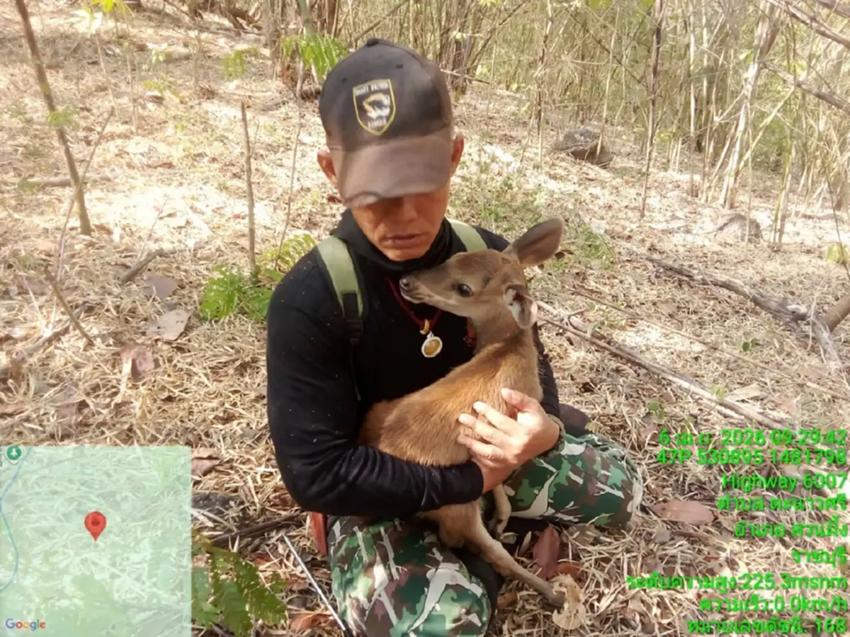 ฮีโร่กลางไฟป่า! ช่วยลูกกวางวัย 2 สัปดาห์ รอดหวุดหวิดจากเปลวเพลิง