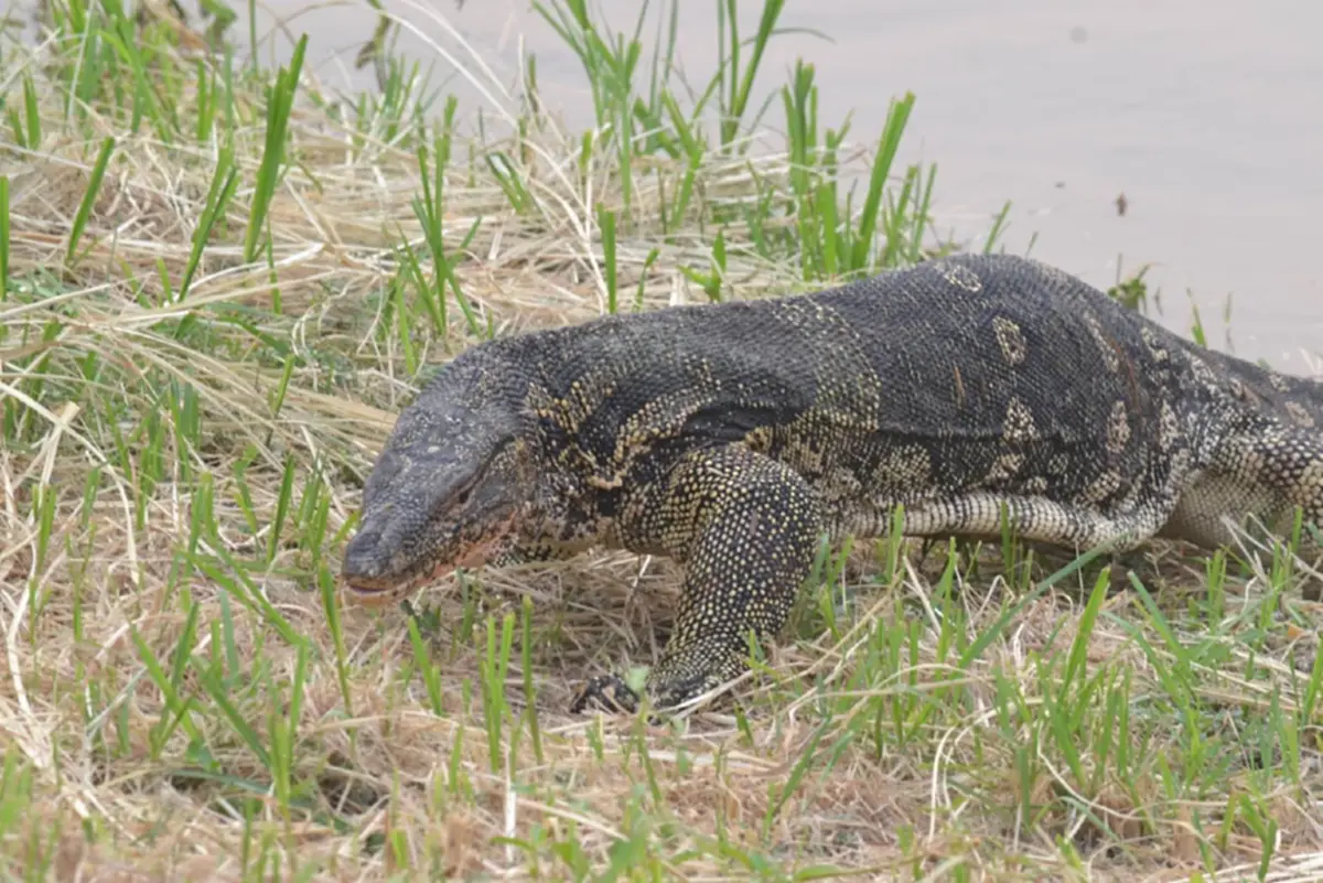 ศึกเดือดริมแม่น้ำน่าน!! "งูเหลือมปะทะตัวเงินตัวทอง"