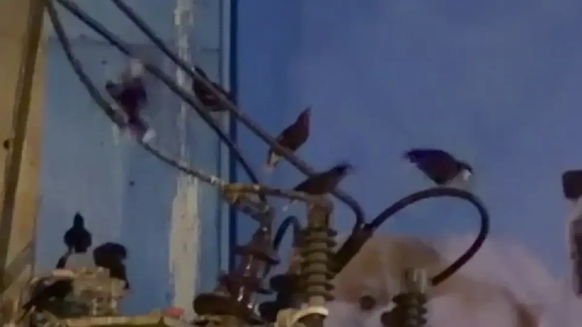 ชาวอ่างทองสุดทน นกนับแสนยึดใจกลางเมือง วอนเร่งแก้ปัญหามูลนก