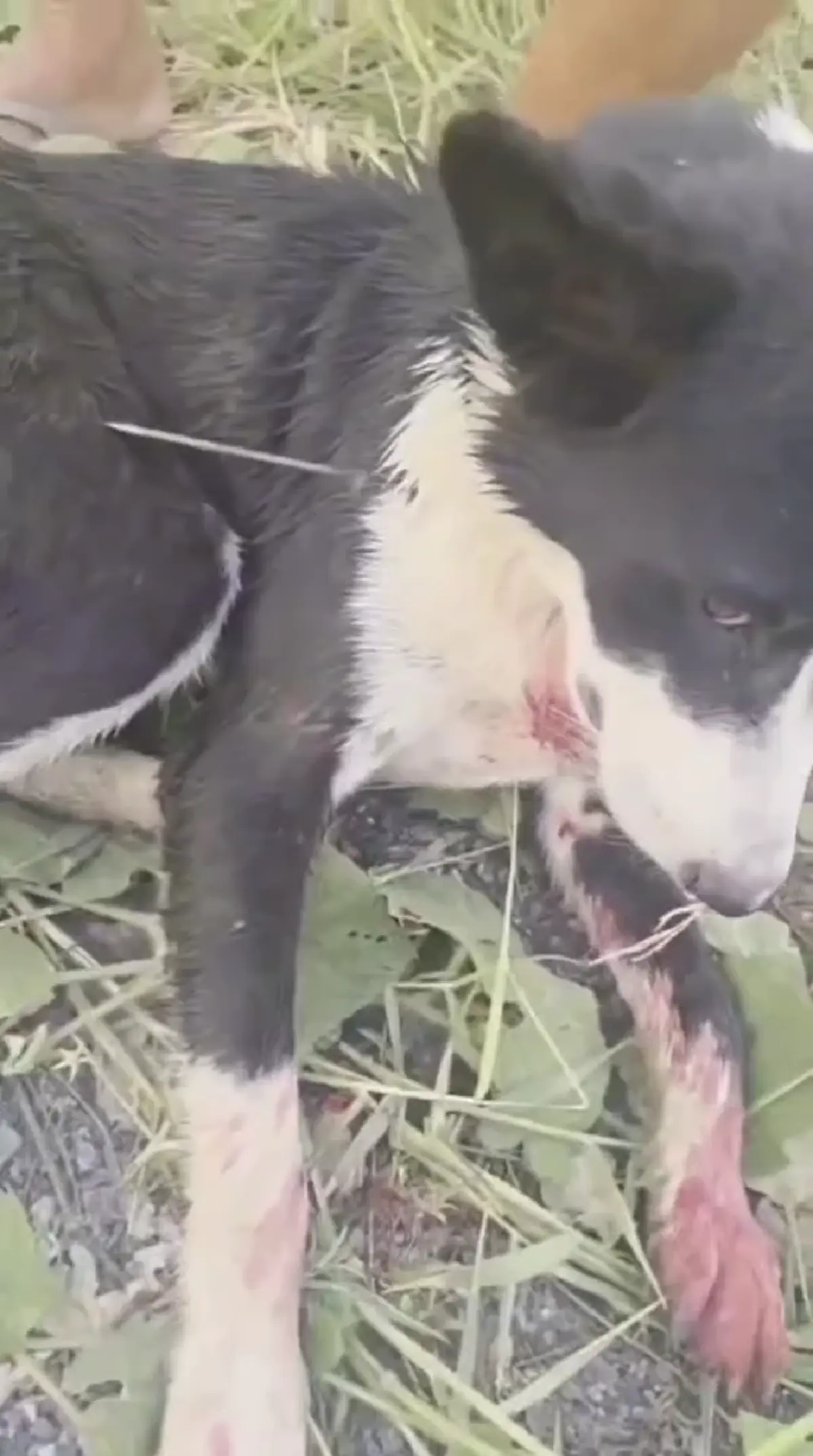 สายไหมต้องรอดล่า 2 หนุ่มยิงคอหมาสาหัส ผิด พ.ร.บ.สัตว์ คุก 2 ปี