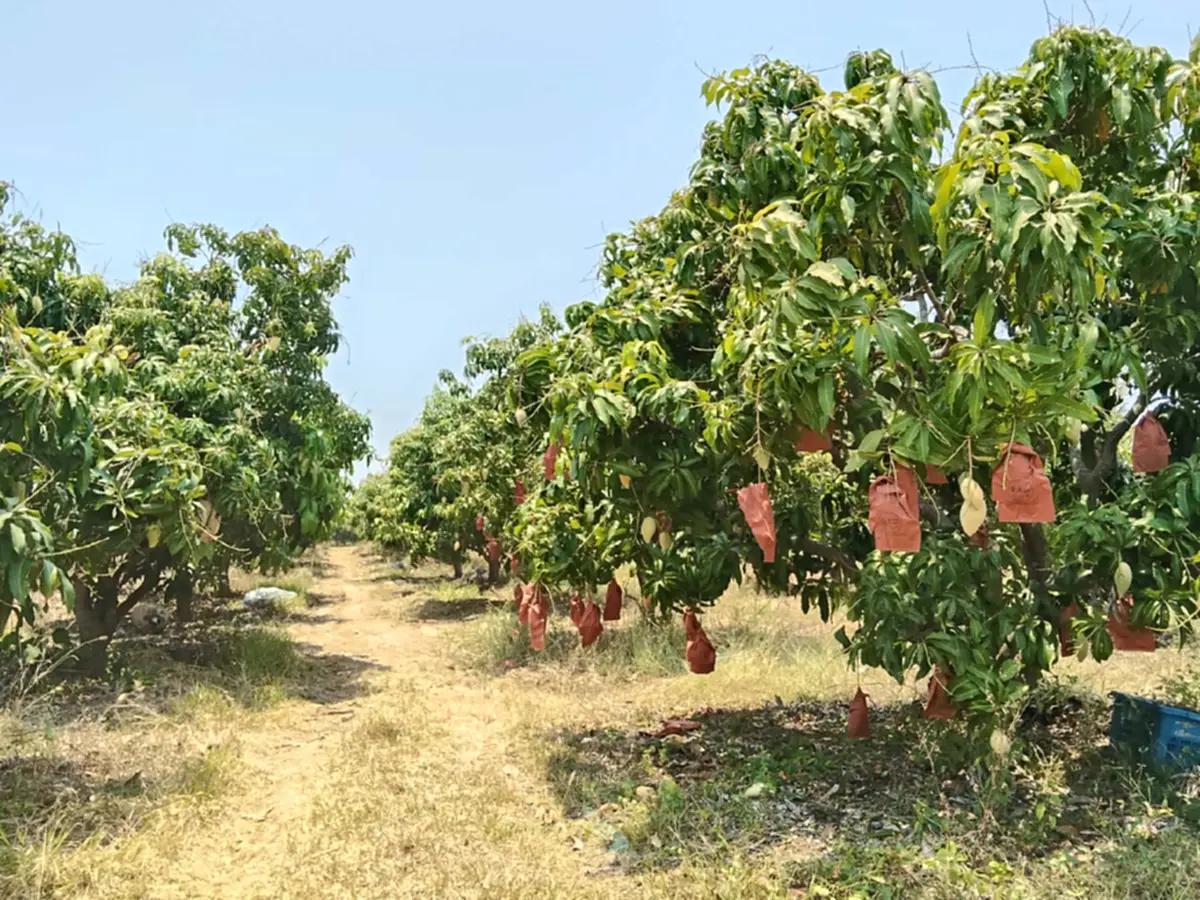 มะม่วงล้นสวน! ชาววัดโบสถ์ขาย "น้ำดอกไม้สีทอง" กก.ละ 2 บาท