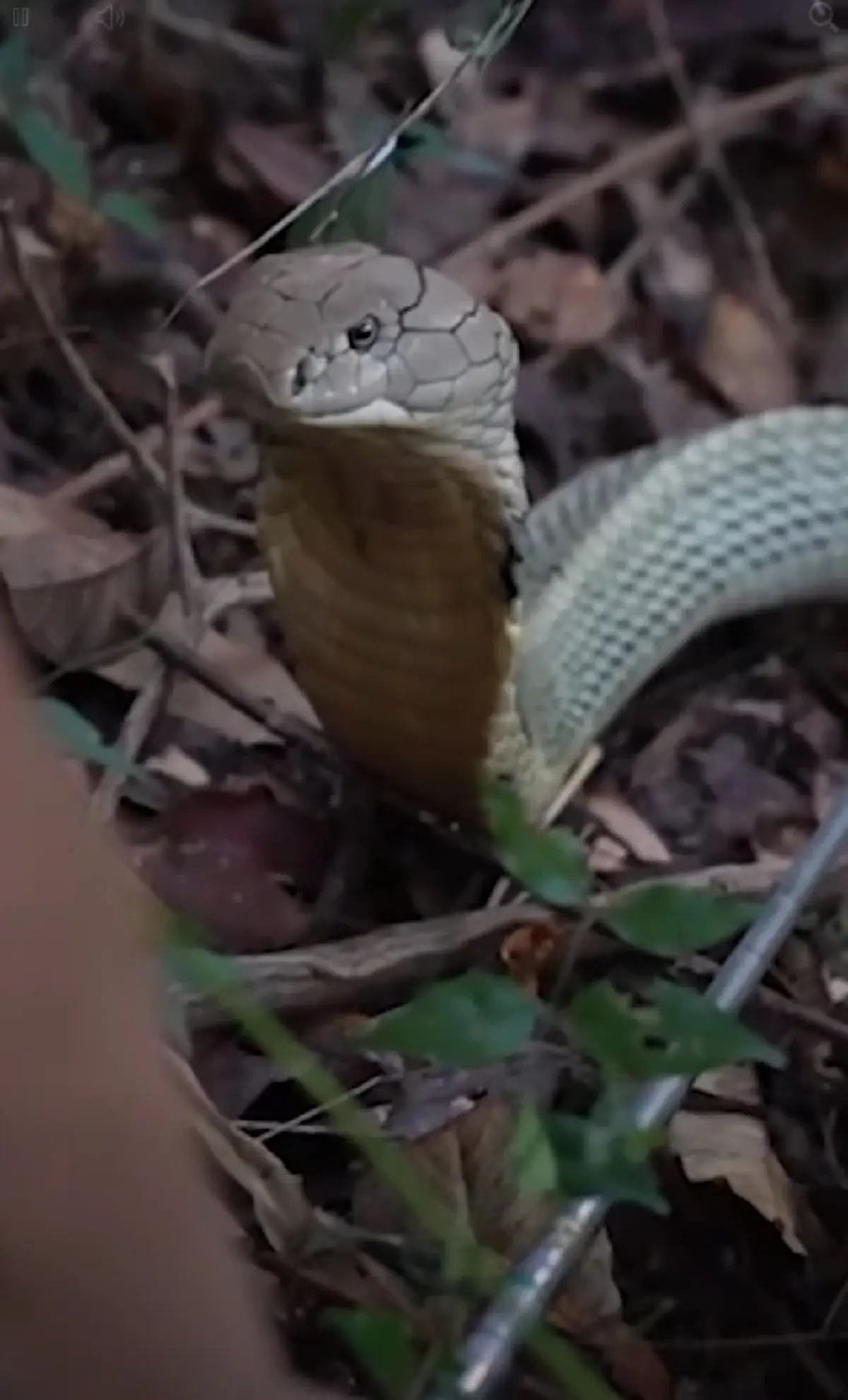 ฮือฮา บุกจับ "จงอางขาว" ยาว 4 เมตร ชาวบ้านเชื่อเป็นงูเจ้าที่