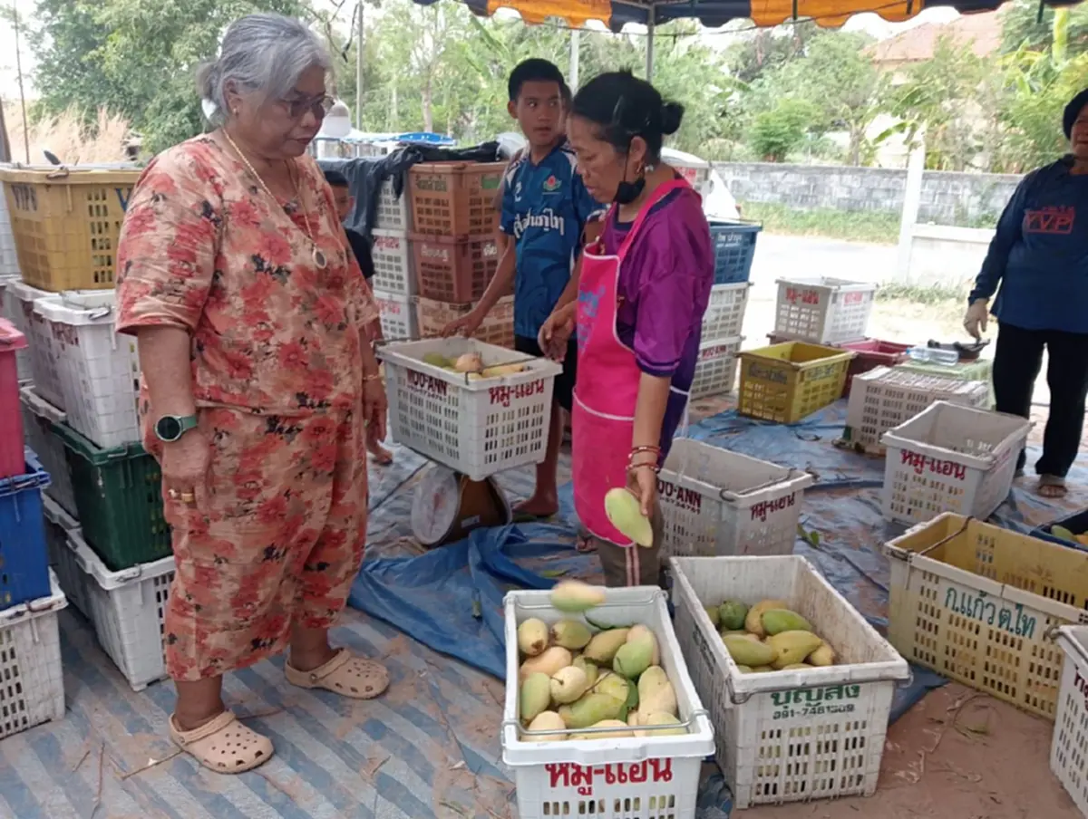มะม่วงกาฬสินธุ์อ่วม! ราคาดิ่ง กก.ละ 3 บาท วอนรัฐช่วยด่วน
