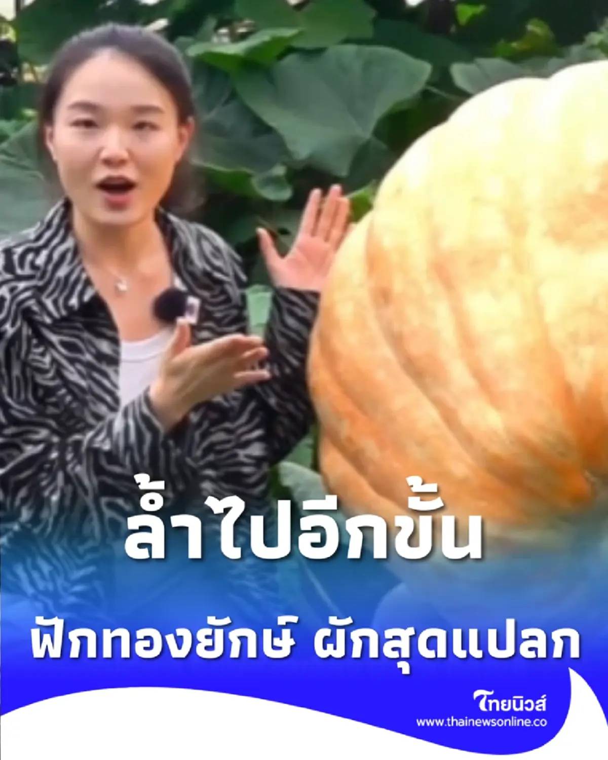 ล้ำ จีนโชว์ฟักทองยักษ์ 250 กก.-มะเขือเนื้อขนมปังที่โซ่วกวง