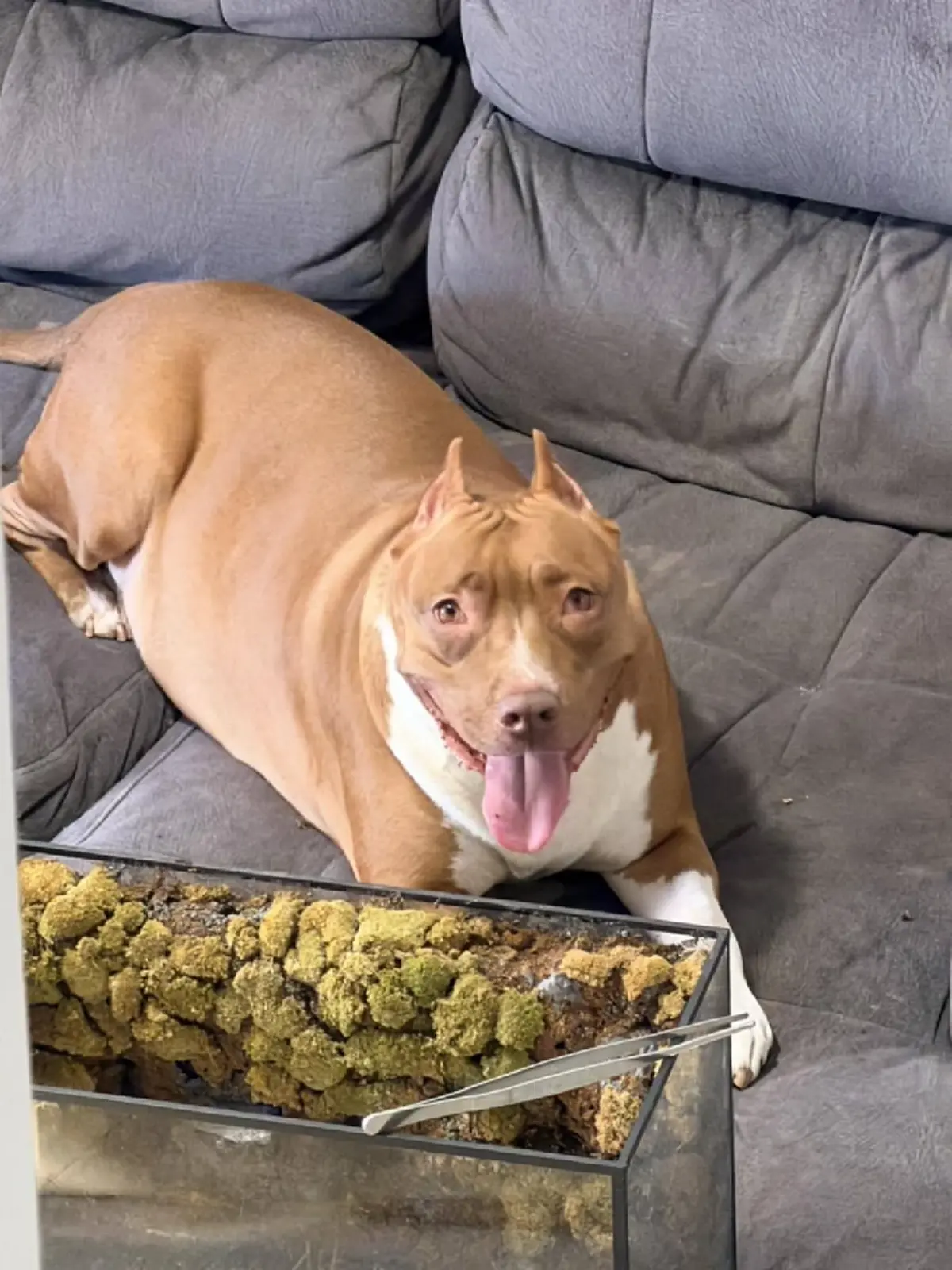 วิจารณ์สนั่น รพ.สัตว์ สุดชุ่ย ปล่อยหมาหลังไหม้ เห็นสภาพยิ่งสงสาร