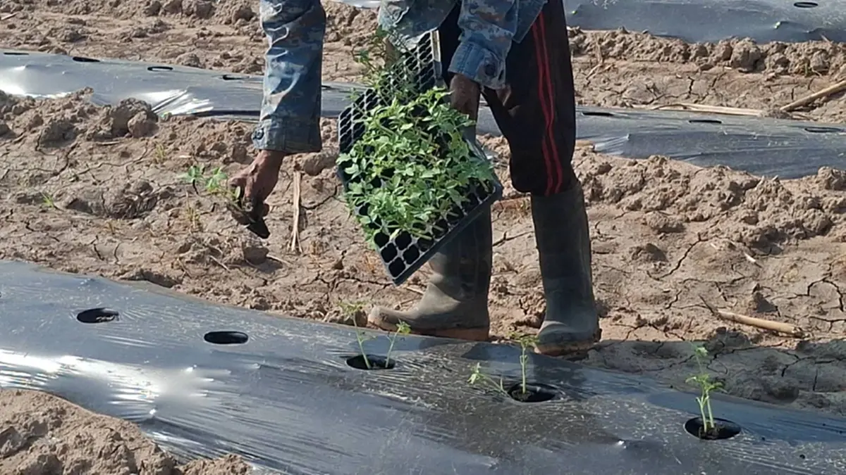 ชาวสวนมะเขือเทศโคราชโอด ปุ๋ยแพงซ้ำเติมต้นทุน พ่วงน้ำมันพุ่ง