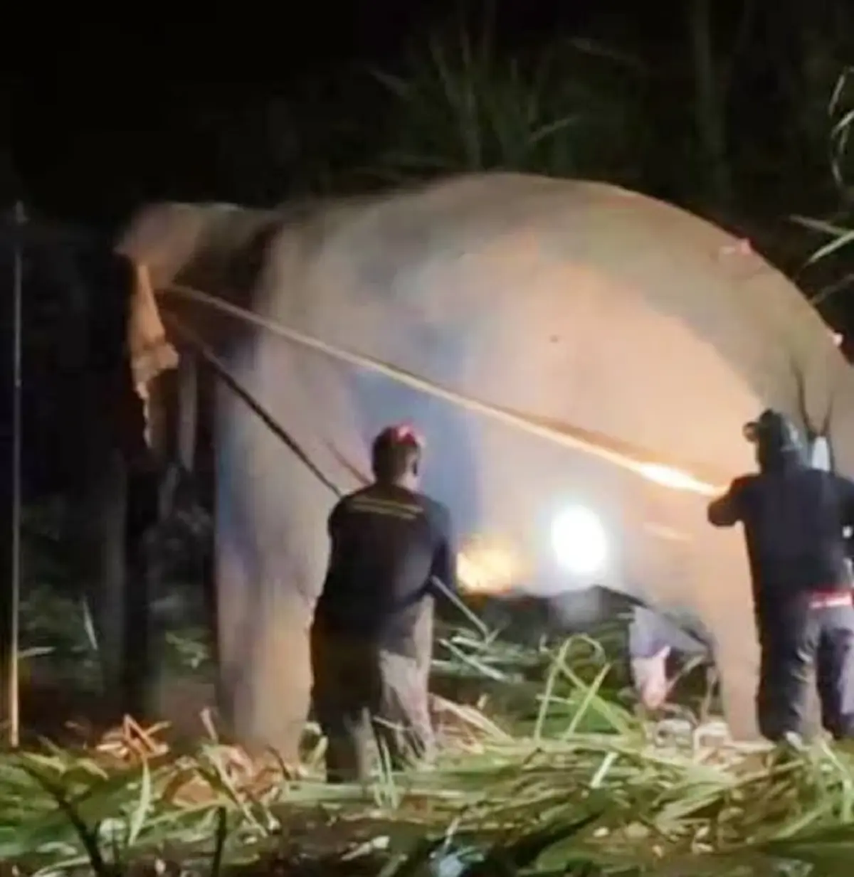 เตรียมปล่อย "สีดอแก้ว" คืนป่าอ่างฤาไน ฤดูฝนนี้ หลังปรับพฤติกรรม