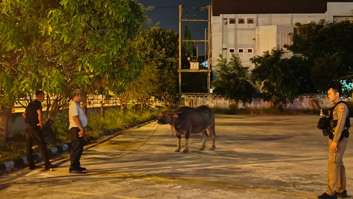 ตำรวจสมุทรสงครามโชว์สกิลจับควายหลุด จูงเดิน 2 กม. ส่งคืนคอก