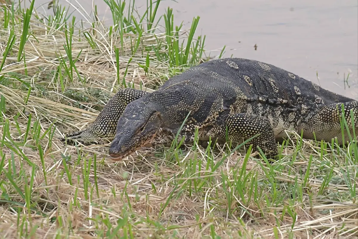 ศึกเดือดริมแม่น้ำน่าน!! "งูเหลือมปะทะตัวเงินตัวทอง"