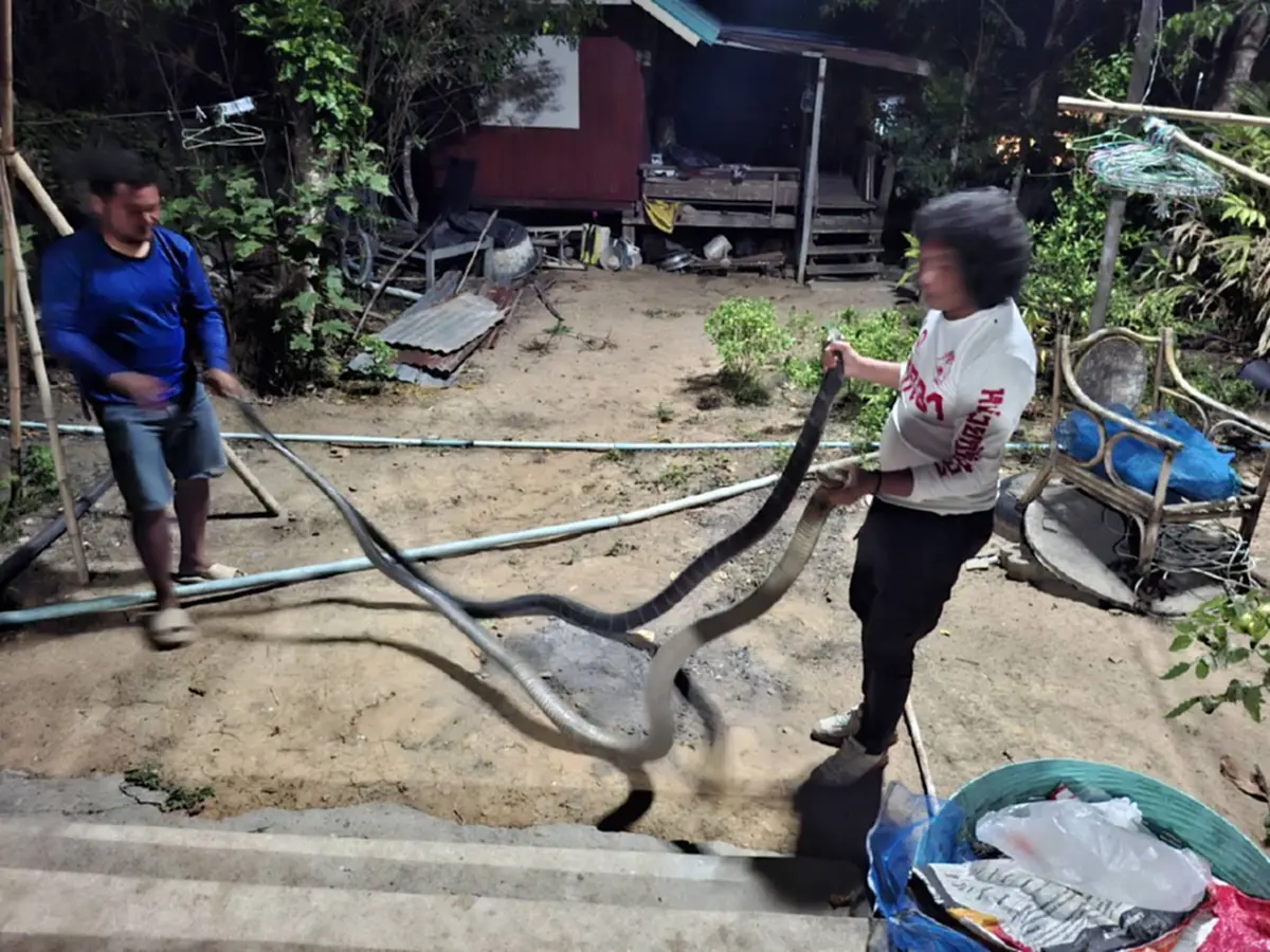 เปิดบ้านเลขที่ 2 งูจงอางยักษ์ โผล่พลอดรัก กลางลานบ้าน