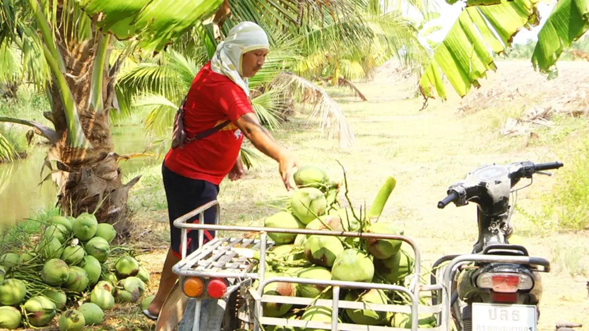 มะพร้าวสุพรรณฯ ราคาดิ่งเหลือ 3 บาท หนุ่มโอดทุนพุ่งจี้รัฐช่วย