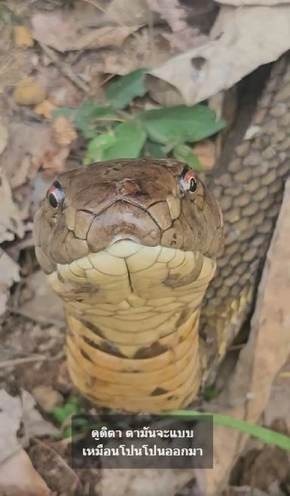 เศร้า บ่าวโปน งูจงอางยักษ์ผู้น่าสงสาร สู้ไม่ไหว จากไปแล้ว