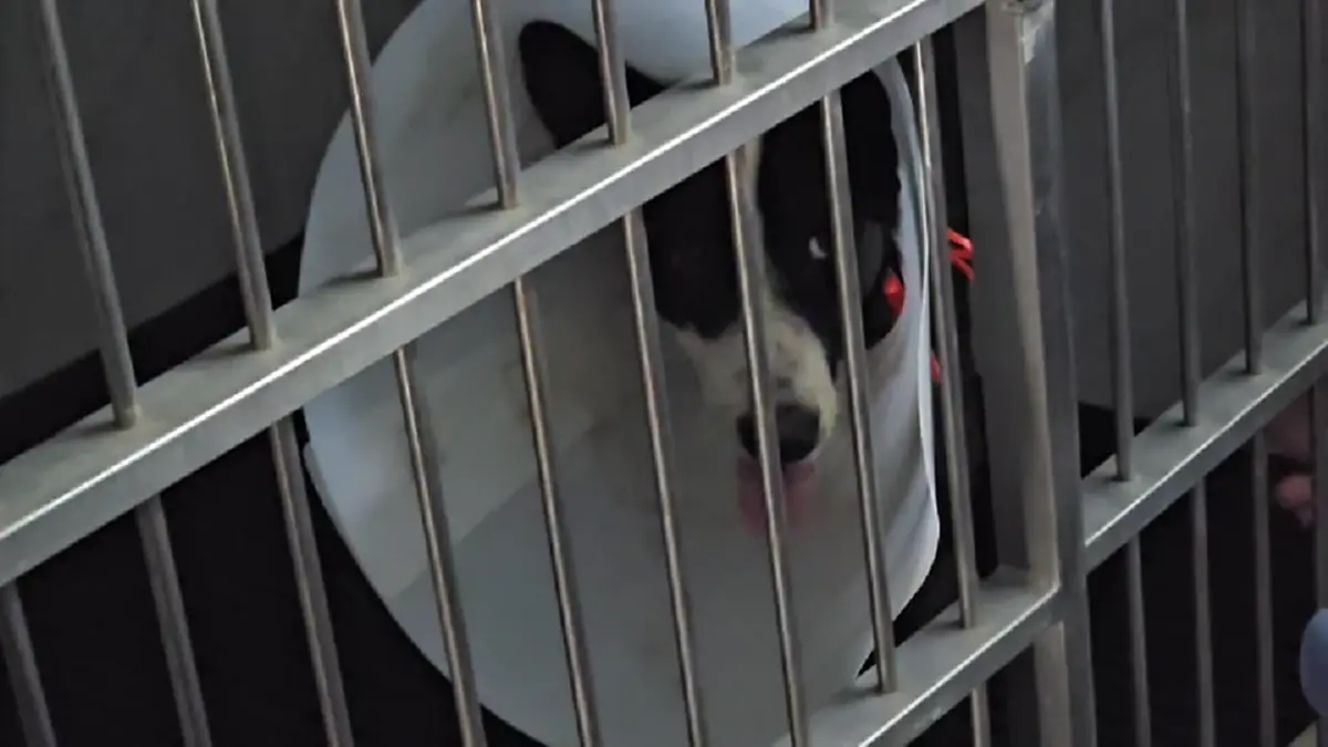 สายไหมต้องรอดล่า 2 หนุ่มยิงคอหมาสาหัส ผิด พ.ร.บ.สัตว์ คุก 2 ปี