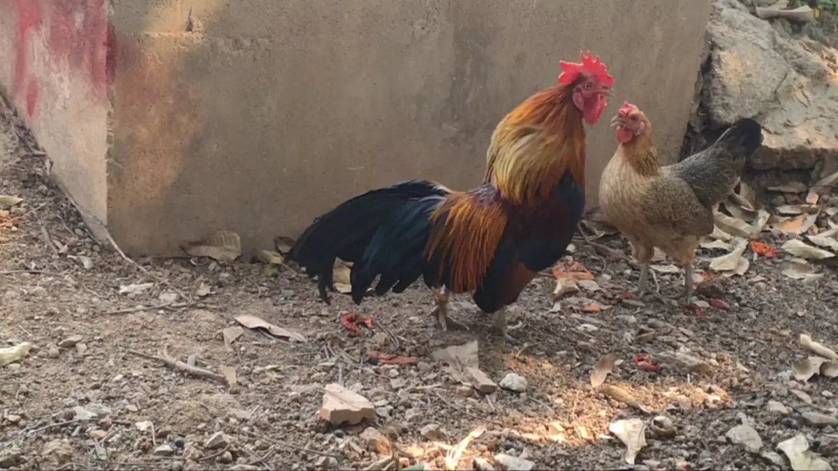 ฮือฮาพะเยา! "ไก่เดือยแฝด–เดือยสาม" สุดแปลกหาชมได้ยาก