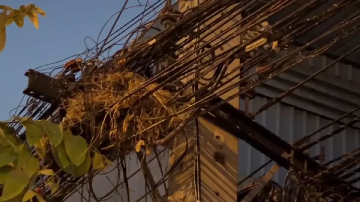 ชาวอ่างทองสุดทน นกนับแสนยึดใจกลางเมือง วอนเร่งแก้ปัญหามูลนก