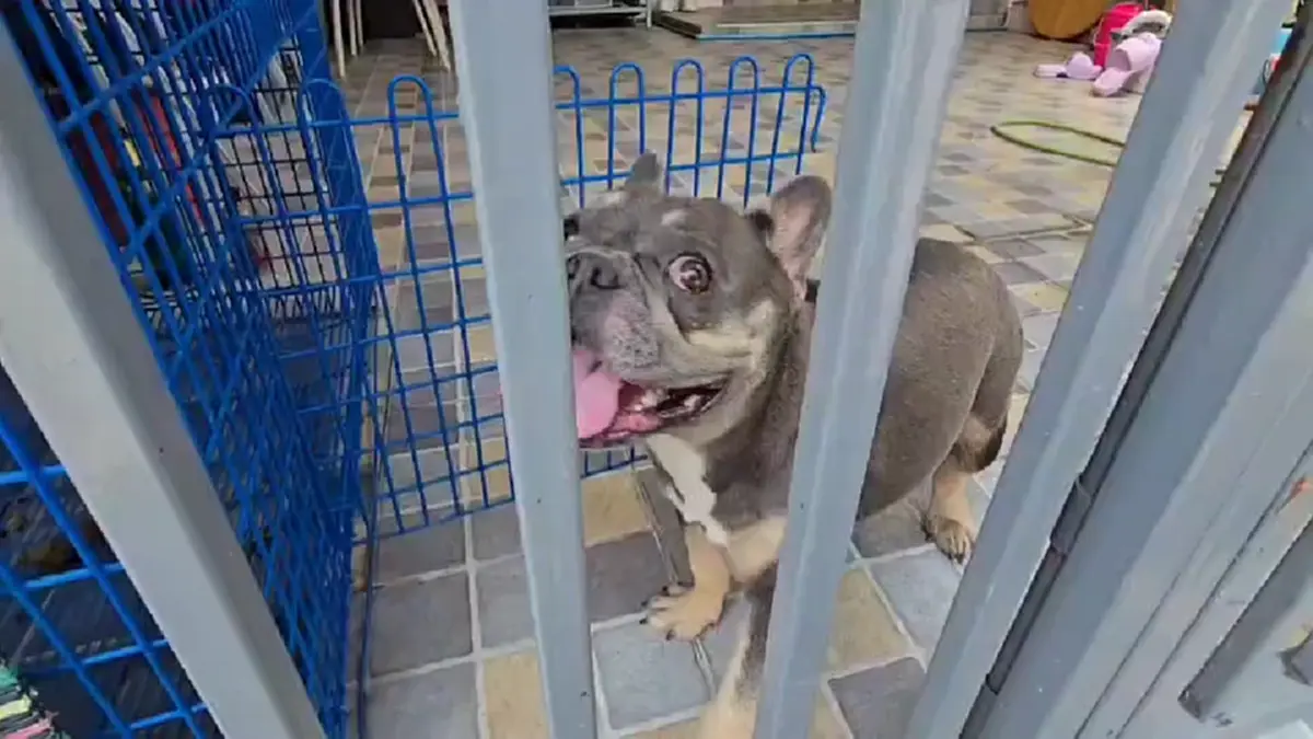 บุกช่วยสุนัขเฟรนช์บูลด็อกดอนเมือง ถูกขังตากแดดขาอ่อนแรง