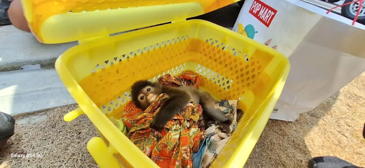 รวบ 2 ผู้ต้องหา ลอบค้าค่างแว่นสัตว์ป่าคุ้มครอง ส่งของย่านบางแค