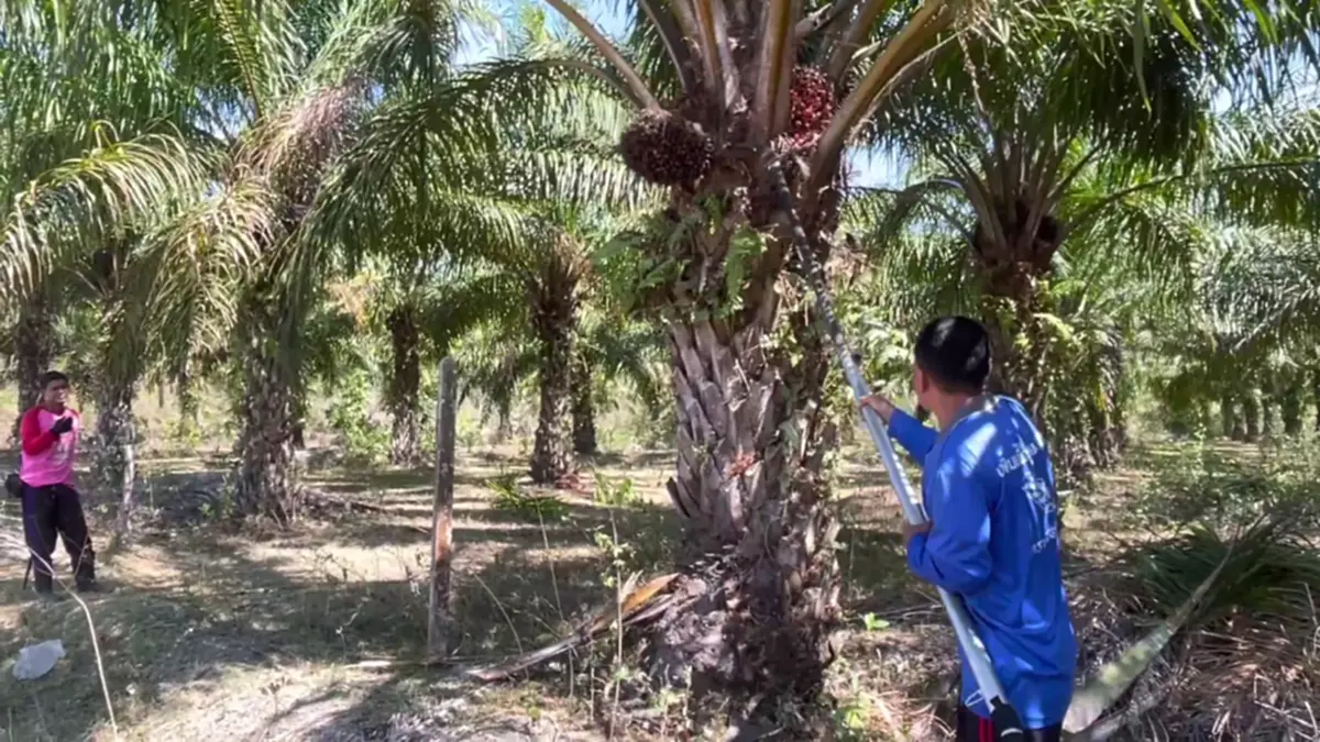 ชาวสวนปาล์มตรังฮือค้านห้ามส่งออก แฉบิดเบือนราคา-จี้รัฐแก้ไข