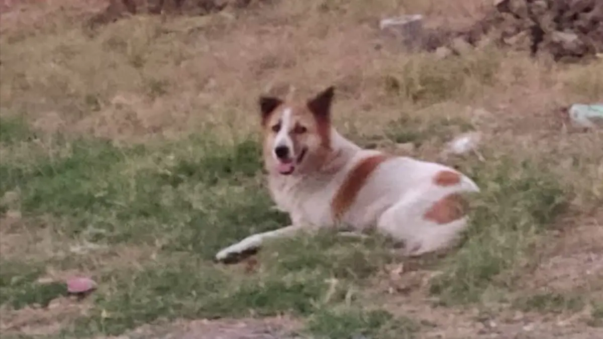 สะเทือนใจ! เจ้าของย้ายบ้านทิ้งหมาเฝ้าซอยปากเกร็ด สภาพสุดเวทนา