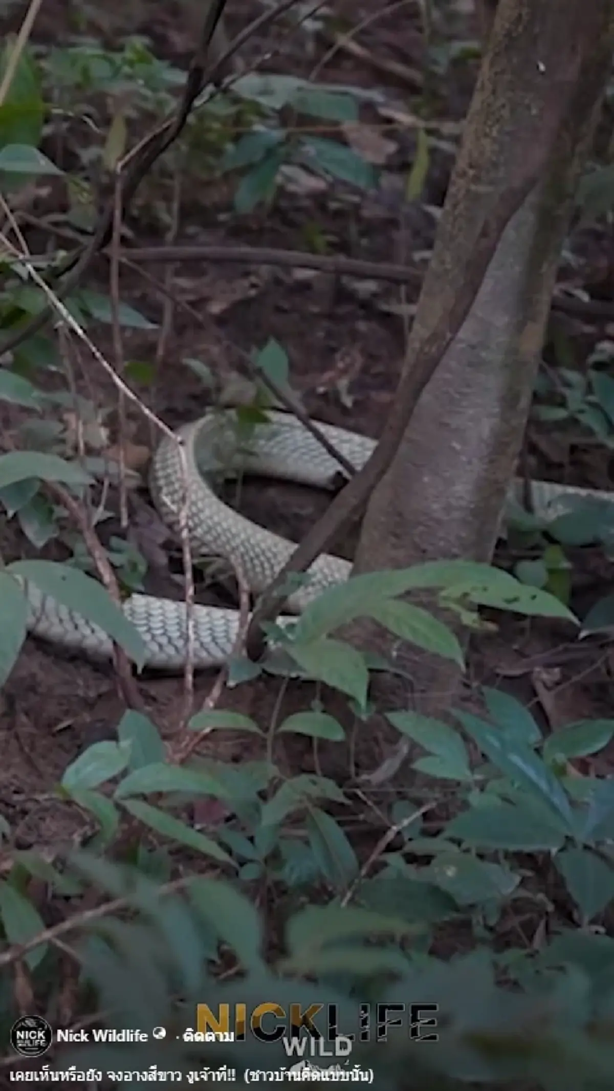 ฮือฮา บุกจับ "จงอางขาว" ยาว 4 เมตร ชาวบ้านเชื่อเป็นงูเจ้าที่